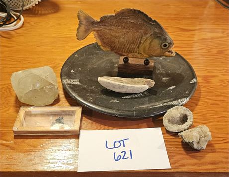 Prehistoric Fossils, Crystals, Piranha Taxidermy Mounted Fish