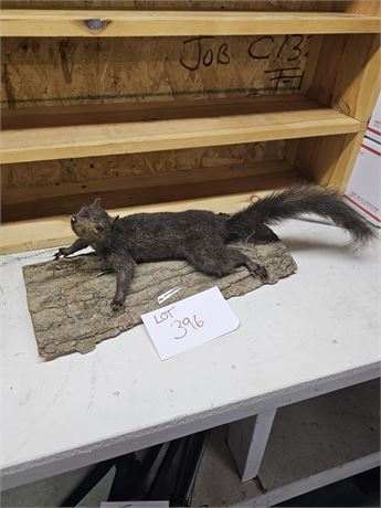 Taxidermy Black Squirrel Mount 18"L