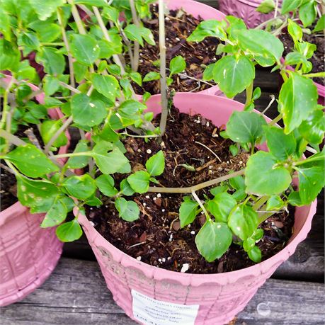 Petunia Plant in Round Planter
