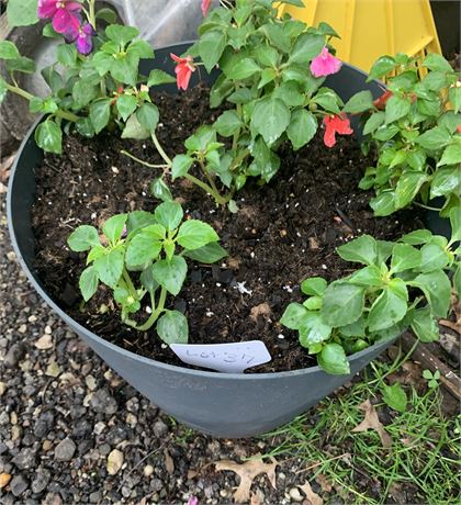 13.5" Round Plastic Flower Pot Filled With Assorted Potted Annuals