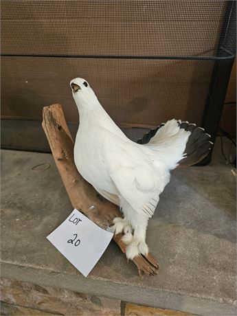 Ptarmigan Taxidermy Mount