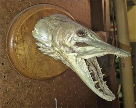 Taxidermy: Muskee