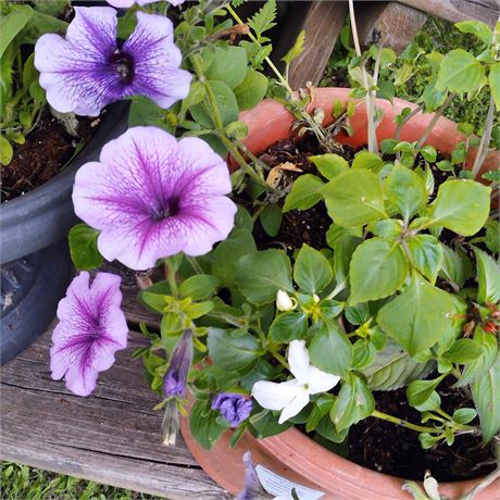Petunia Plant in Round Plastic Planter