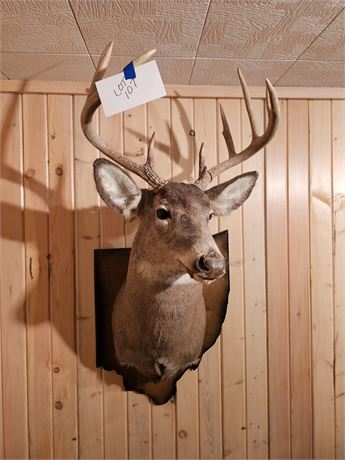 10-Point Buck Mount (Tagged)