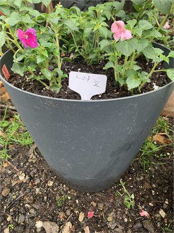 13.5" Round Plastic Flower Pot Filled With Assorted Potted Annuals