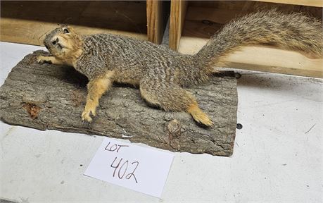 Taxidermy Red Squirrel Mount