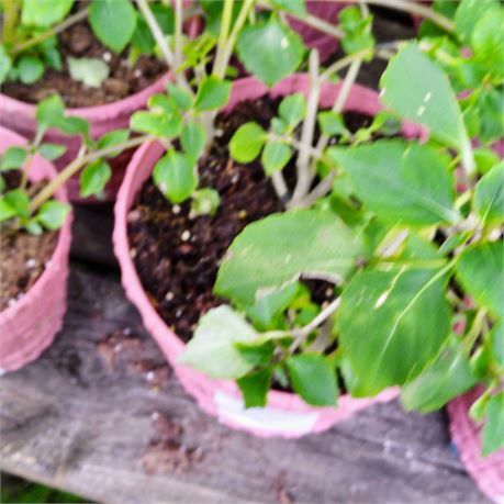 Petunia Plant in Round Planter