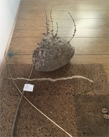 Real Hornet's Nest, Snake Skin Decor