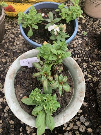 Lot of 2 Plastic Round Pot Filled With Assorted Potted Annuals