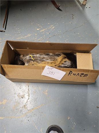 Box Full Of Mixed Squirrel Tails