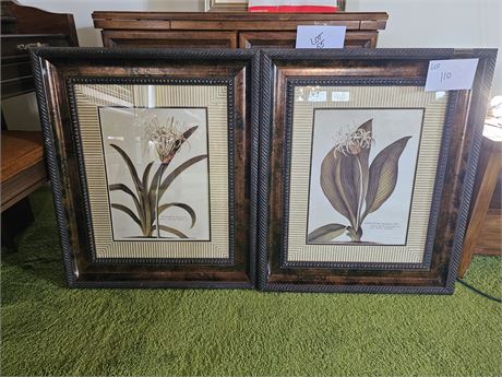 Botanical Prints Pancratium