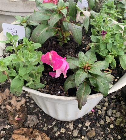 Plastic 14" Round Pot Filled With Assorted Potted Annuals