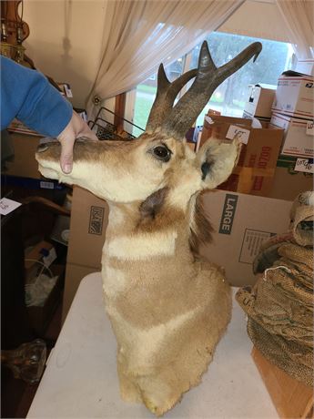 Taxidermy Antelope 1974 Mounted