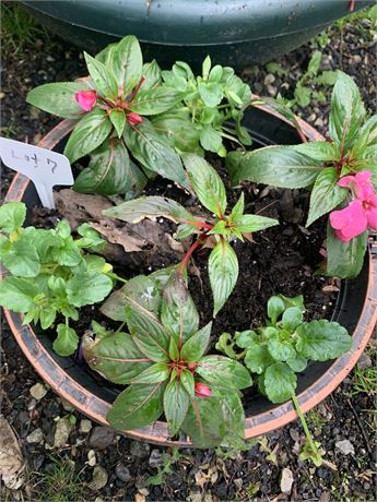 12" Round Plastic Pot Filled With Assorted Potted Annuals