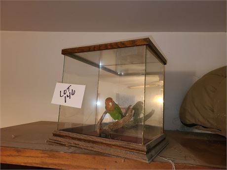 Taxidermy Parrot  in Glass Showcase Box
