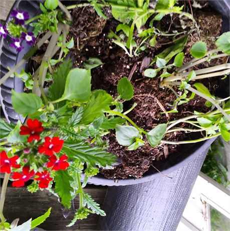 Verbena Plant in Round Planter
