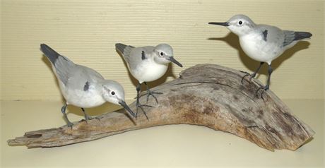 Sanderlings on Log