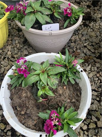 Lot of 2 Plastic Round Pot Filled With Assorted Potted Annuals