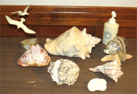 Seashell Decor