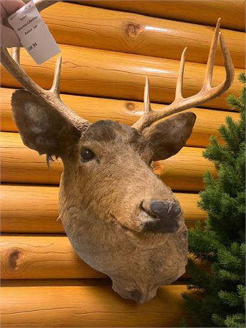 Taxidermy Deer Head/Shoulder Wall Mount