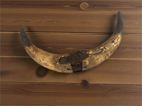 Vintage Steer Horns
