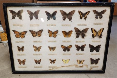 Butterfly Collection