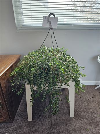 Plastic Outdoor Table & Live Hanging Basket Plant