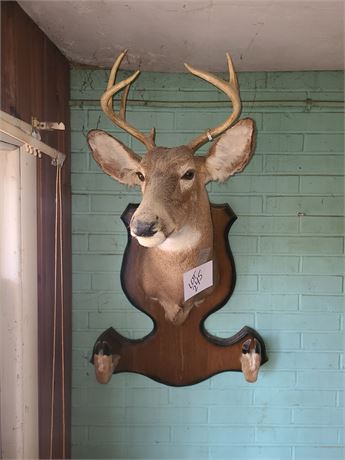 Taxidermy 6 Point 1970's Buck on Wood