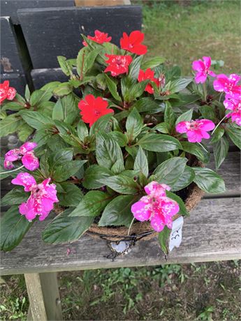 Black Wire Hanging Basket With Live Red And Pink Impatiens Flowers