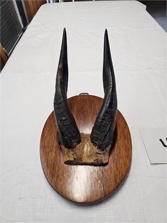 Taxidermy Gazelle Horns