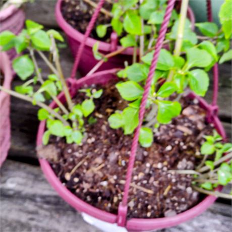 Petunia Plant in Round Hanging Basket