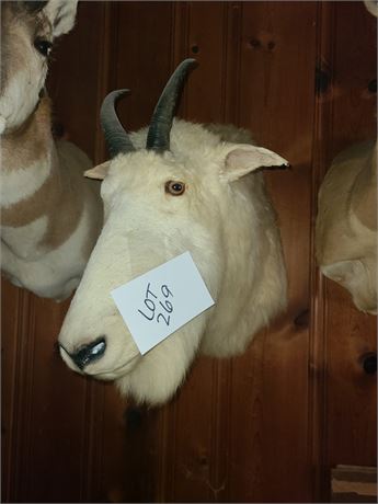 Taxidermy Mountain Goat