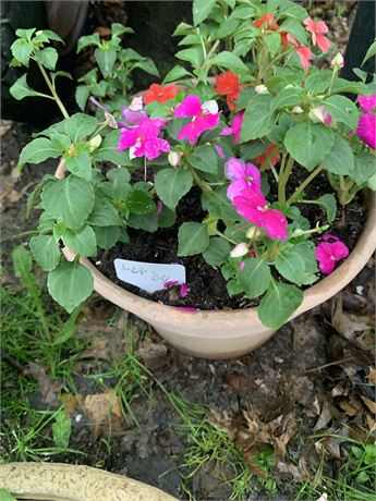 12" Round Plastic Flower Pot Filled With Assorted Potted Annuals