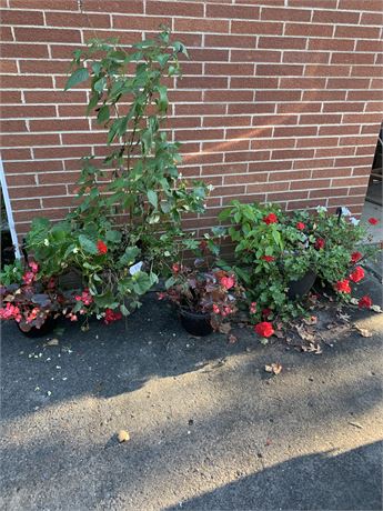 Red Germanium Live Plants and Pots Hanging Basket Lot