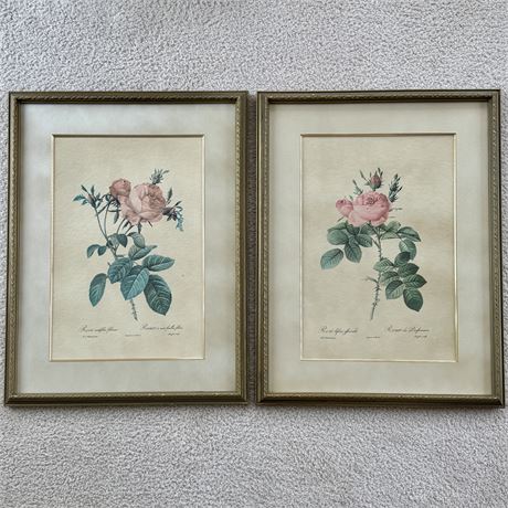Floral Botany Pink Rose Framed Art Prints - 19.75 x 25.75"