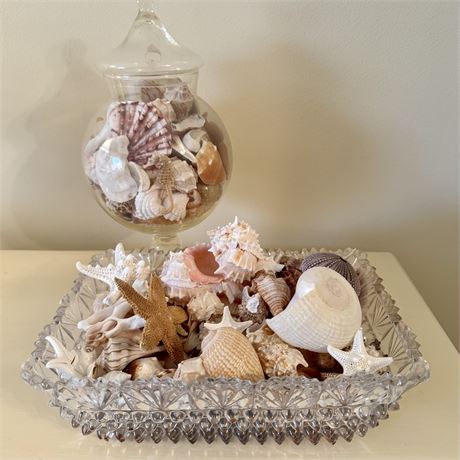 Wonderful Seashell Collection w/ Dried Seahorses & Starfish