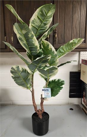 Variegated Rubber Floor Plant