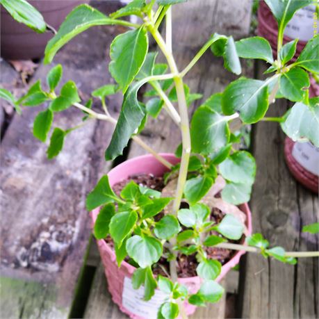 Petunia Plant in Round Plastic Planter