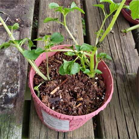 Impatiens Plant in Round Plastic Planter