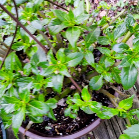 Petunia Plant in Round Hanging Basket