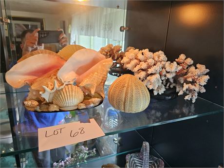 Mixed Coral & Shell Lot