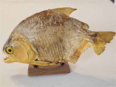 Taxidermy Brazilian Mounted Piranha